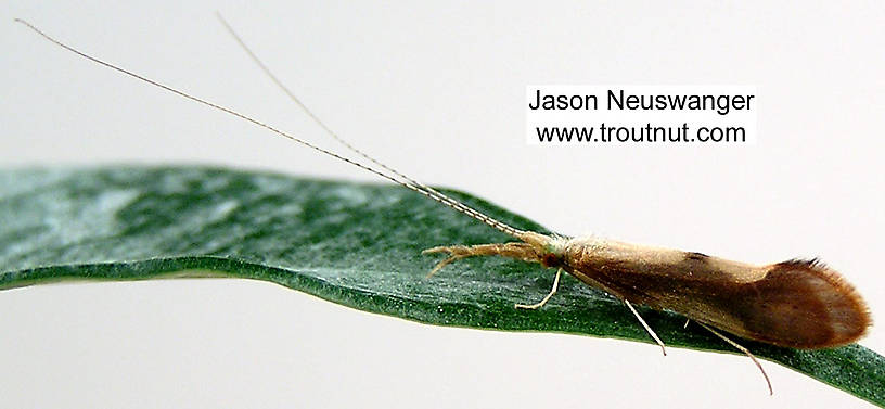 Triaenodes Caddisfly Adult from unknown in Wisconsin