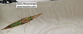 Triaenodes  Caddisfly Adult