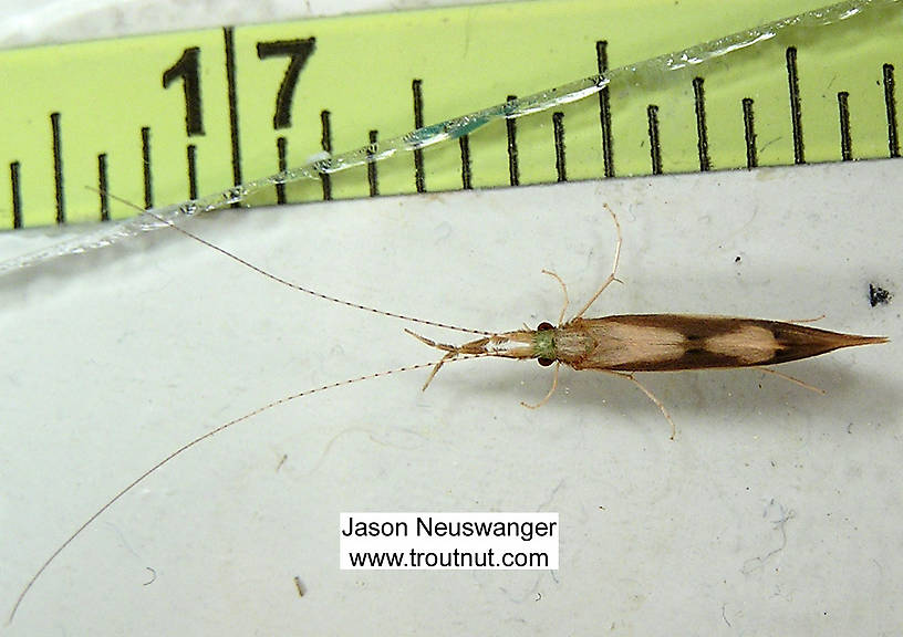 Triaenodes Caddisfly Adult from unknown in Wisconsin