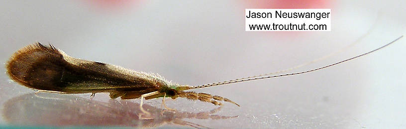 Triaenodes Caddisfly Adult from unknown in Wisconsin