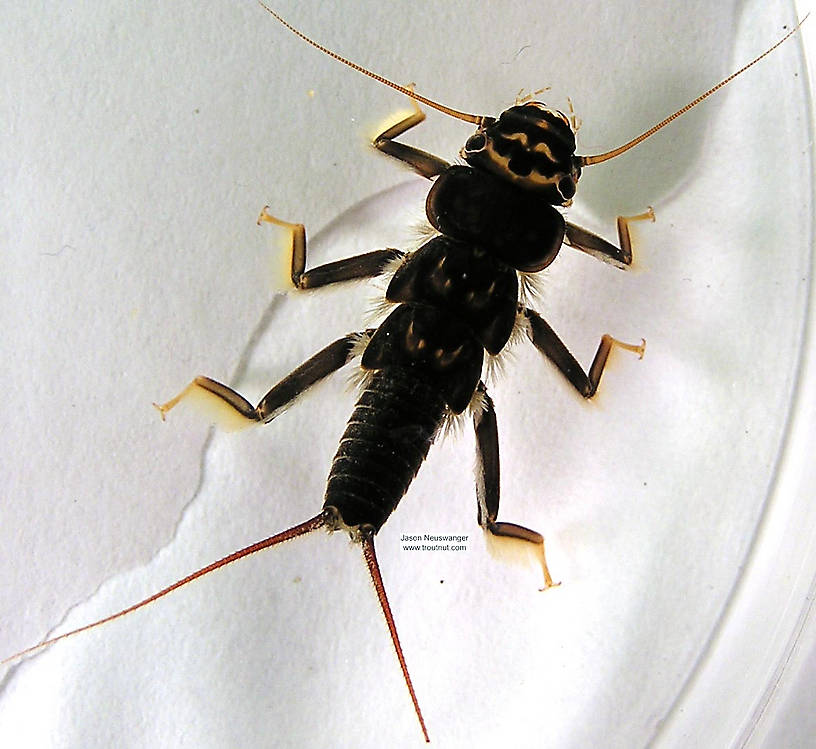 Acroneuria lycorias (Golden Stone) Stonefly Nymph from the Namekagon River in Wisconsin