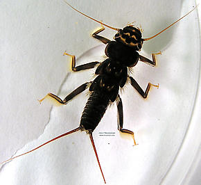 Acroneuria lycorias (Golden Stone) Stonefly Nymph