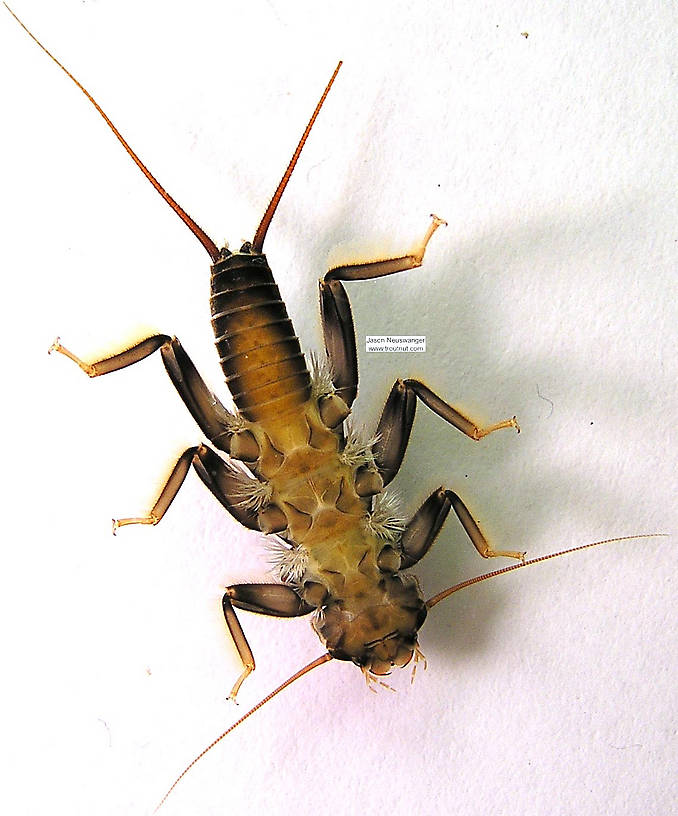 Acroneuria lycorias (Golden Stone) Stonefly Nymph from the Namekagon River in Wisconsin