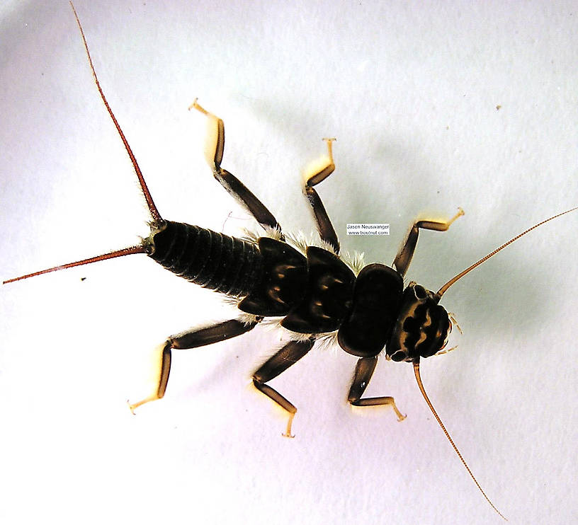 Acroneuria lycorias (Golden Stone) Stonefly Nymph from the Namekagon River in Wisconsin