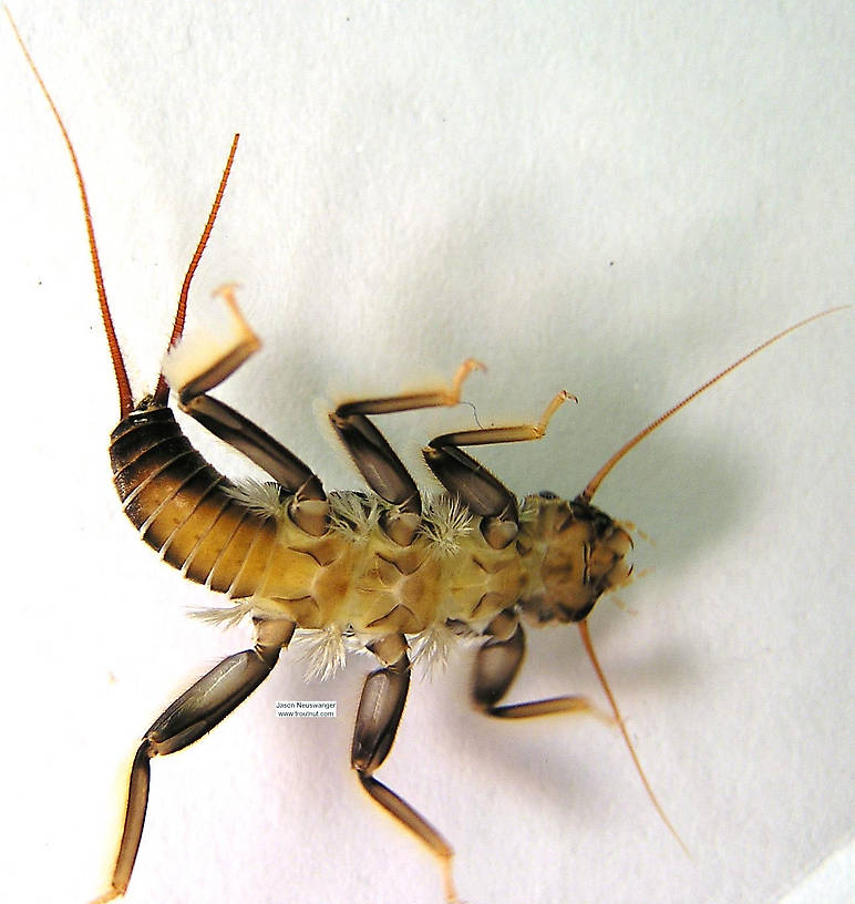 Acroneuria lycorias (Golden Stone) Stonefly Nymph from the Namekagon River in Wisconsin