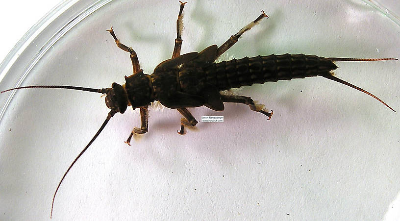 Pteronarcys dorsata (Giant Black Stonefly) Stonefly Nymph from the Namekagon River in Wisconsin