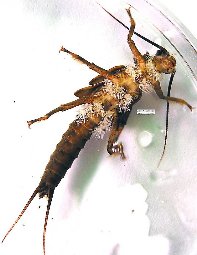 Pteronarcys dorsata (Giant Black Stonefly) Stonefly Nymph from the Namekagon River in Wisconsin