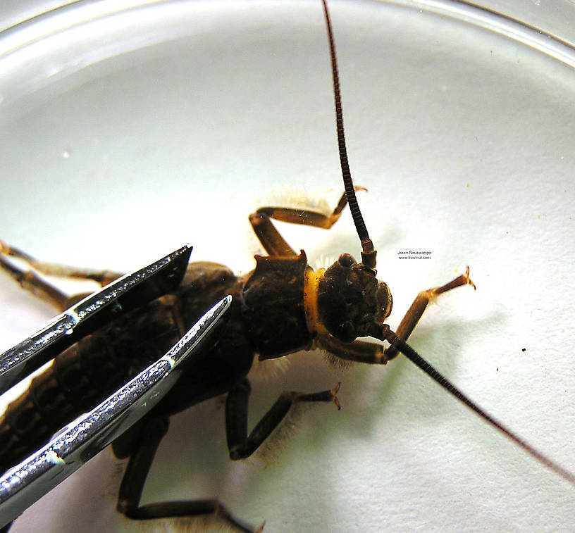 Pteronarcys dorsata (Giant Black Stonefly) Stonefly Nymph from the Namekagon River in Wisconsin