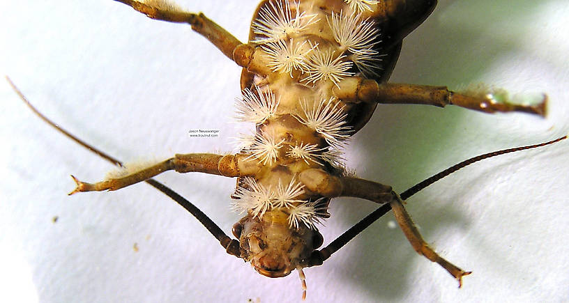 Pteronarcys dorsata (Giant Black Stonefly) Stonefly Nymph from the Namekagon River in Wisconsin