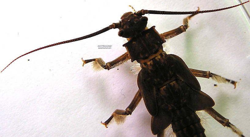 Pteronarcys dorsata (Giant Black Stonefly) Stonefly Nymph from the Namekagon River in Wisconsin