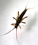 Taeniopteryx (Early Black Stoneflies) Stonefly Nymph