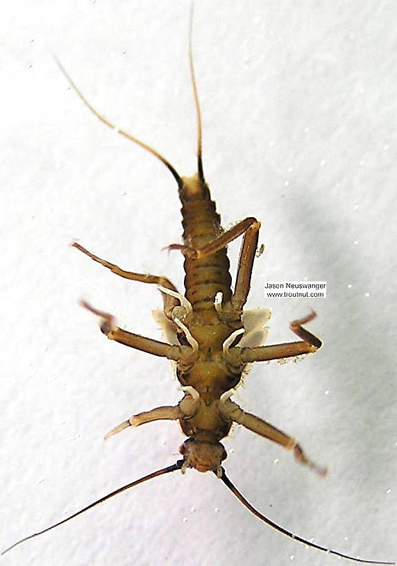 Taeniopteryx (Early Black Stoneflies) Stonefly Nymph from the Namekagon River in Wisconsin