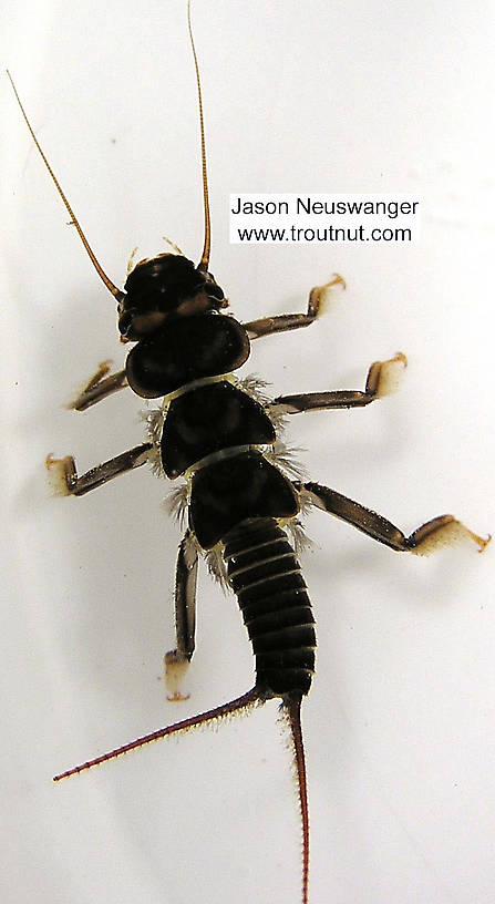 Acroneuria lycorias (Golden Stone) Stonefly Nymph from the Namekagon River in Wisconsin