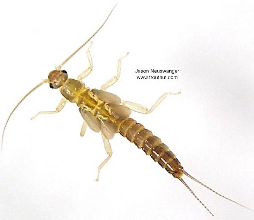 Capniidae (Snowflies) Stonefly Nymph from the Namekagon River in Wisconsin