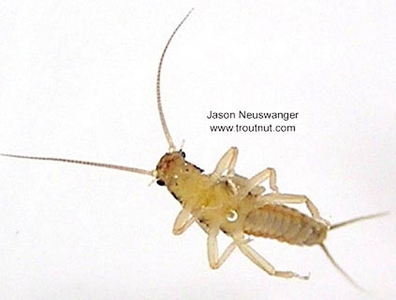 Capniidae (Snowflies) Stonefly Nymph from the Namekagon River in Wisconsin