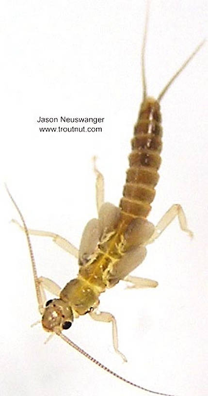 Capniidae (Snowflies) Stonefly Nymph from the Namekagon River in Wisconsin