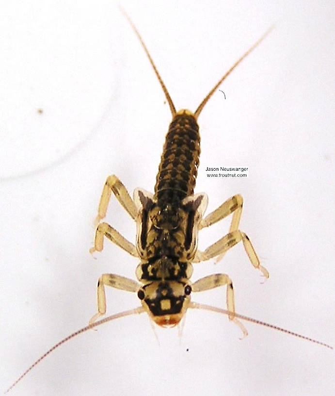 Isoperla (Stripetails and Yellow Stones) Stonefly Nymph from unknown in Wisconsin