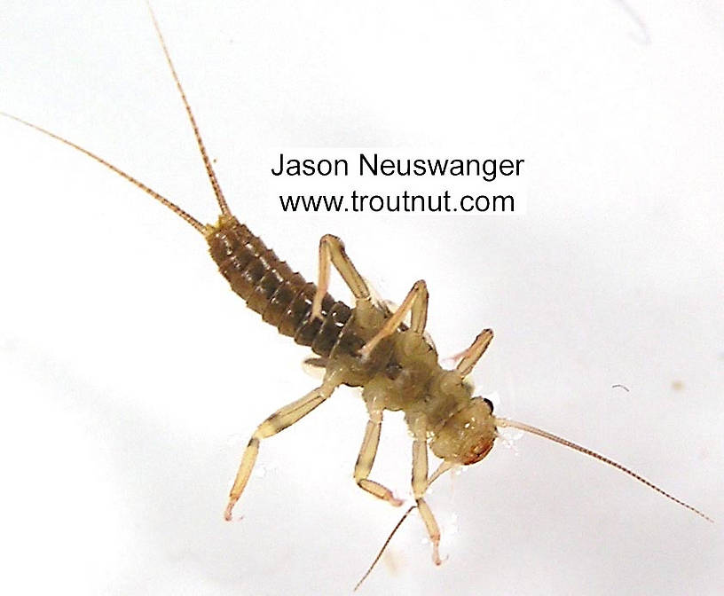 Isoperla (Stripetails and Yellow Stones) Stonefly Nymph from unknown in Wisconsin