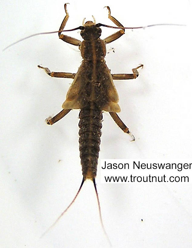 Taeniopteryx (Early Black Stoneflies) Stonefly Nymph from unknown in Wisconsin