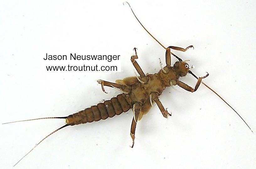 Taeniopteryx (Early Black Stoneflies) Stonefly Nymph from unknown in Wisconsin