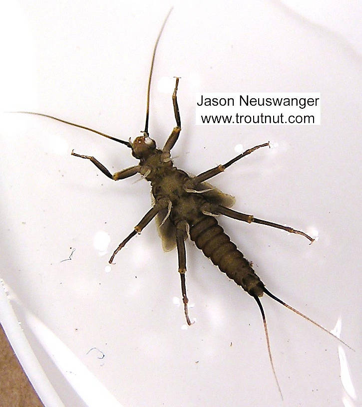 Taeniopteryx (Early Black Stoneflies) Stonefly Nymph from unknown in Wisconsin