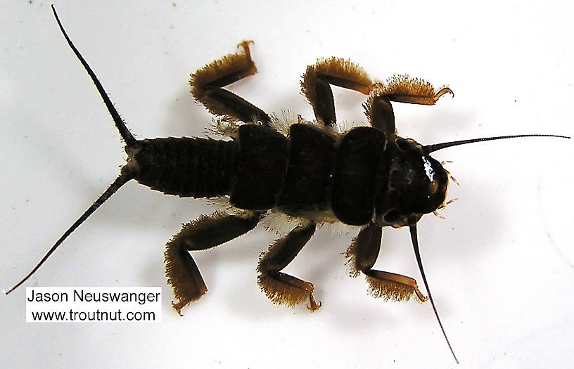 Perlidae (Golden Stones) Stonefly Nymph from unknown in Wisconsin