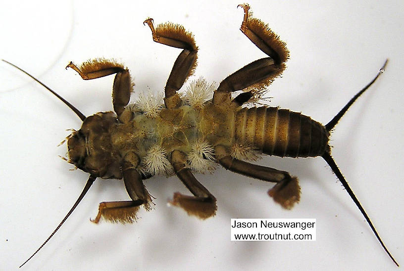 Perlidae (Golden Stones) Stonefly Nymph from unknown in Wisconsin