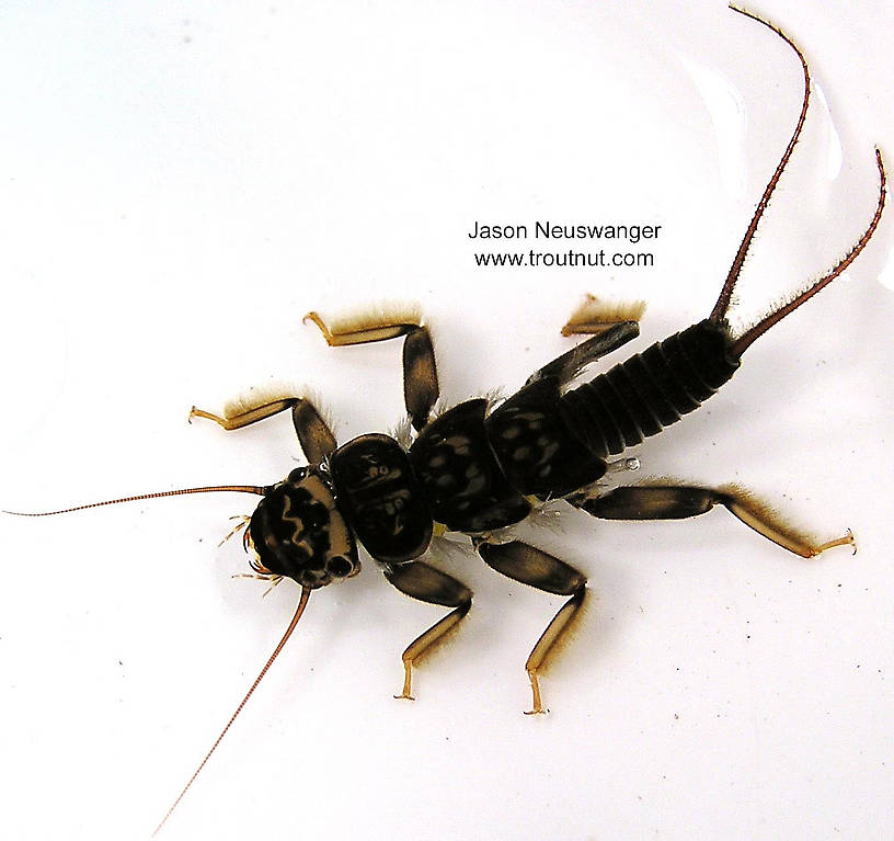 Acroneuria carolinensis (Golden Stone) Stonefly Nymph from unknown in Wisconsin