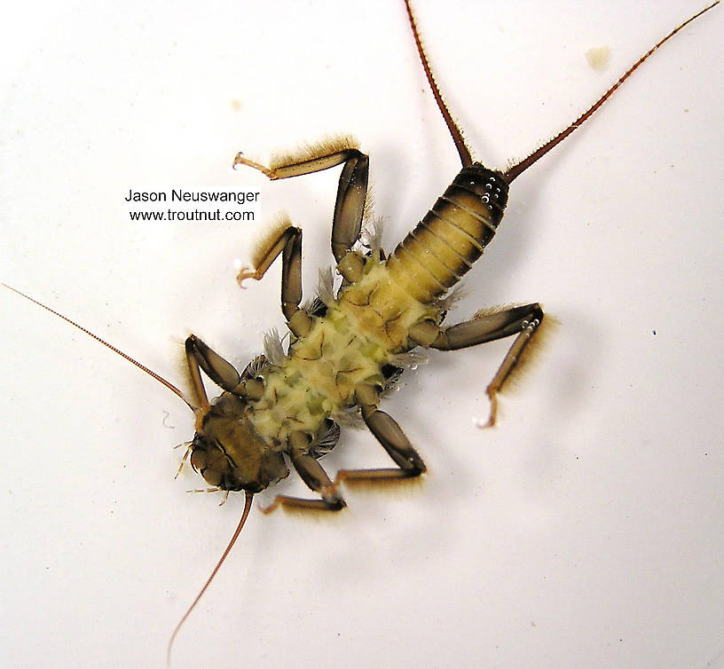 Acroneuria carolinensis (Golden Stone) Stonefly Nymph from unknown in Wisconsin