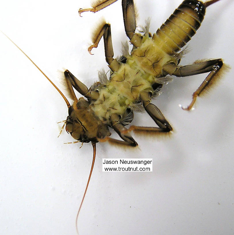 Acroneuria carolinensis (Golden Stone) Stonefly Nymph from unknown in Wisconsin