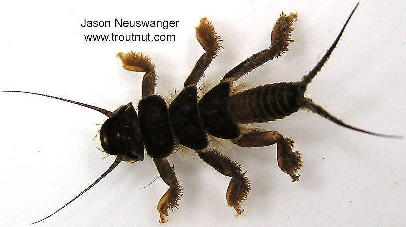 Perlidae (Golden Stones) Stonefly Nymph from unknown in Wisconsin