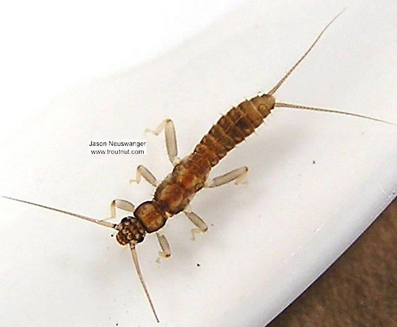 Capniidae (Snowflies) Stonefly Nymph from unknown in Wisconsin