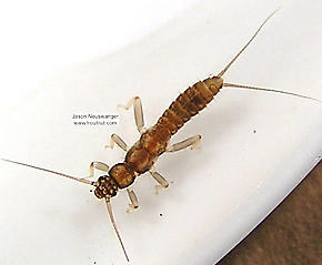 Capniidae (Snowflies) Stonefly Nymph