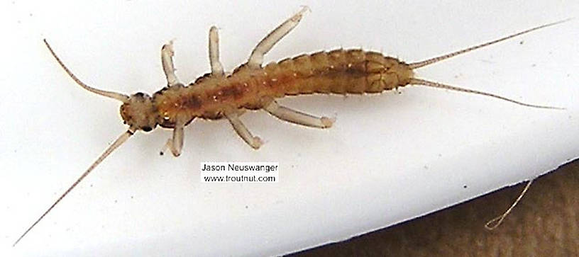 Capniidae (Snowflies) Stonefly Nymph from unknown in Wisconsin