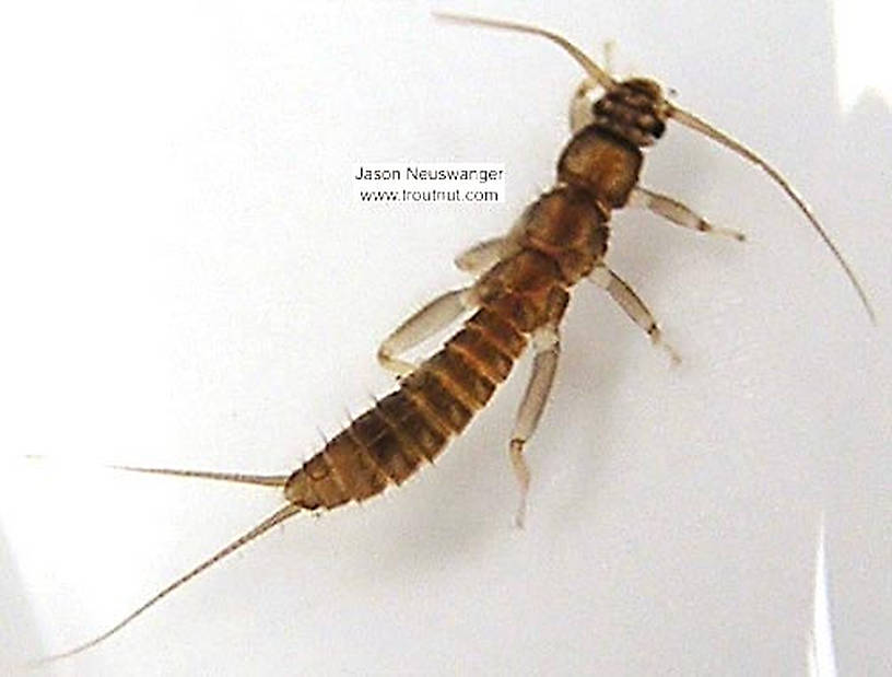 Capniidae (Snowflies) Stonefly Nymph from unknown in Wisconsin