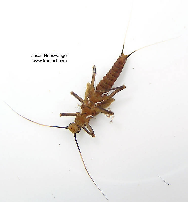 Taeniopteryx (Early Black Stoneflies) Stonefly Nymph from unknown in Wisconsin