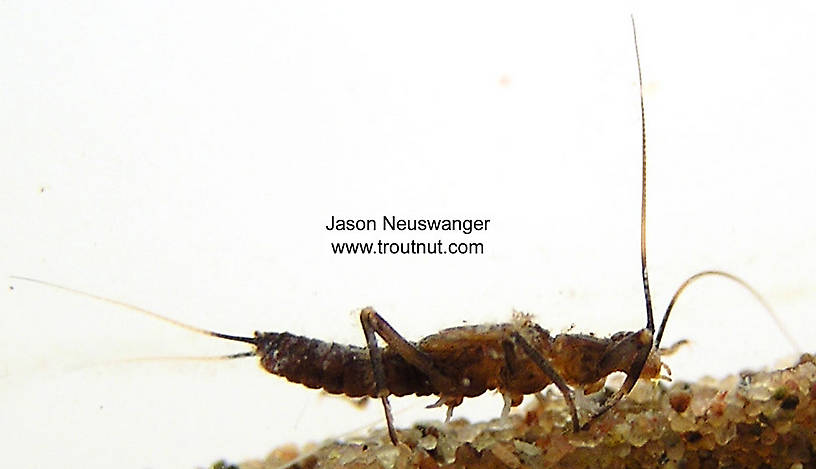 Taeniopteryx (Early Black Stoneflies) Stonefly Nymph from unknown in Wisconsin