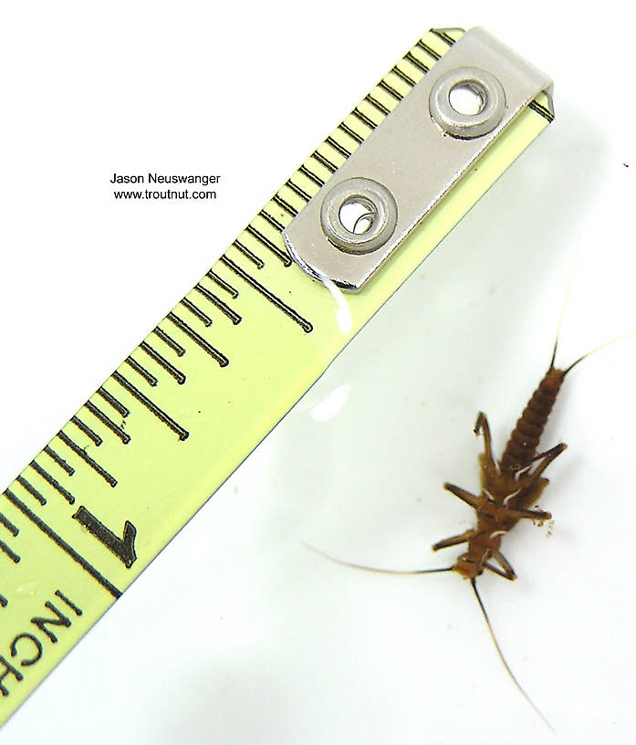 Taeniopteryx (Early Black Stoneflies) Stonefly Nymph from unknown in Wisconsin