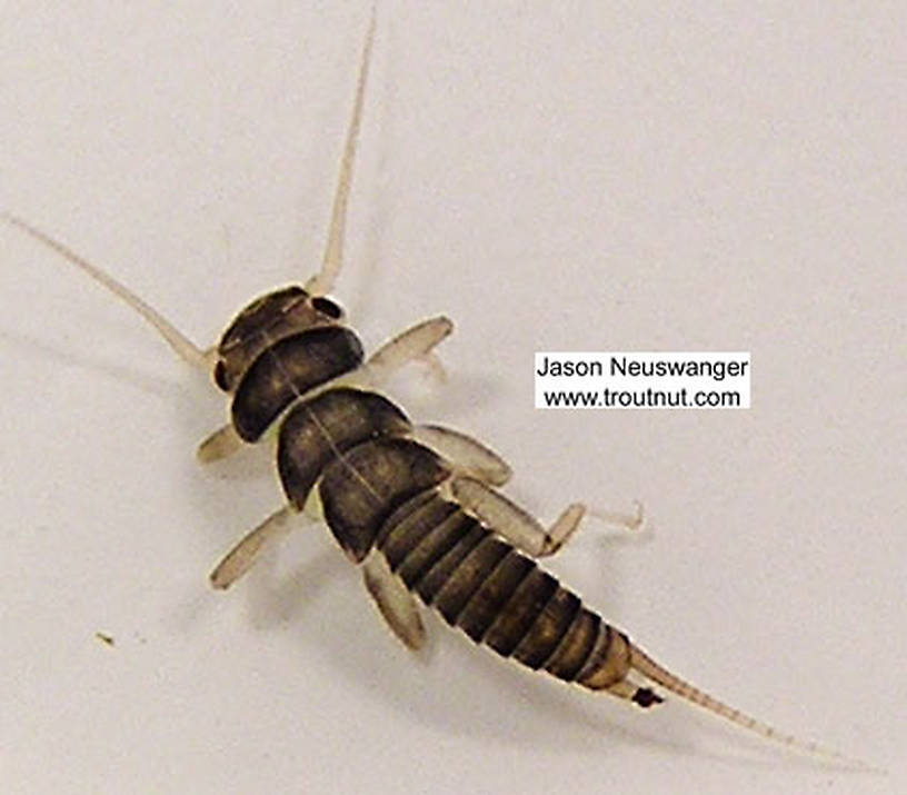 Perlidae (Golden Stones) Stonefly Nymph from unknown in Wisconsin