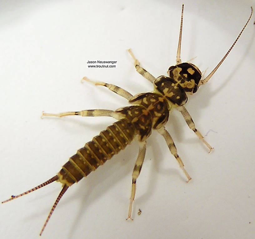 Isoperla (Stripetails and Yellow Stones) Stonefly Nymph from unknown in Wisconsin