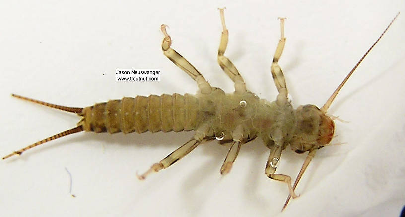 Isoperla (Stripetails and Yellow Stones) Stonefly Nymph from unknown in Wisconsin