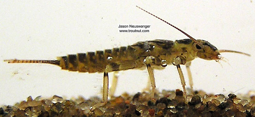 Isoperla (Stripetails and Yellow Stones) Stonefly Nymph from unknown in Wisconsin