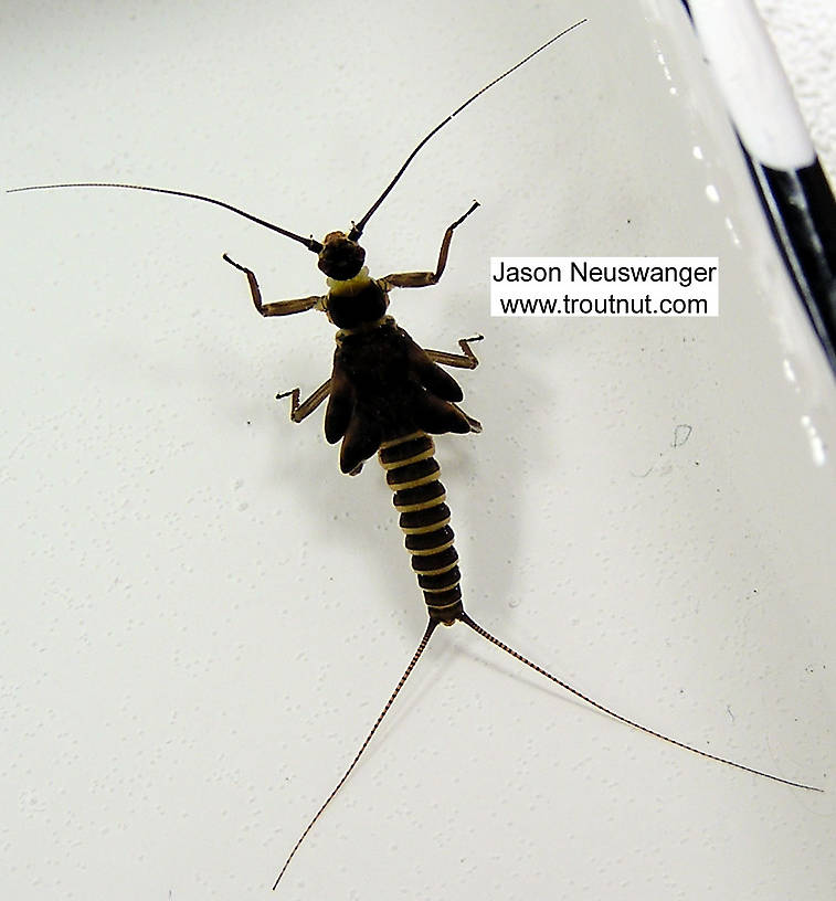 Strophopteryx fasciata (Mottled Willowfly) Stonefly Nymph from unknown in Wisconsin