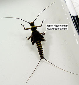 Strophopteryx fasciata (Mottled Willowfly) Stonefly Nymph