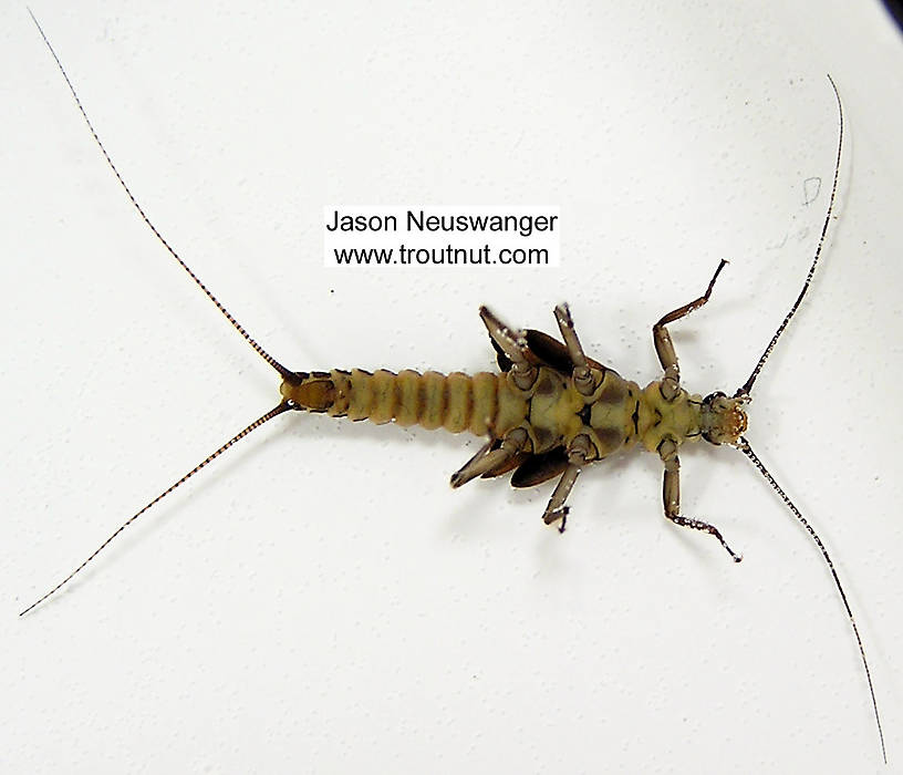 Strophopteryx fasciata (Mottled Willowfly) Stonefly Nymph from unknown in Wisconsin