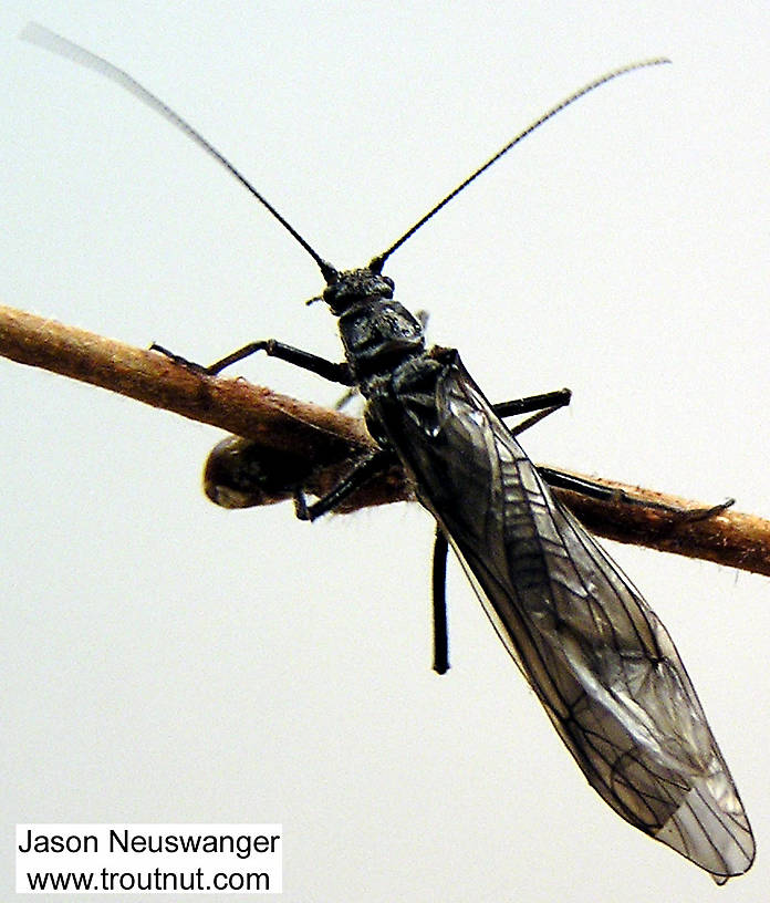 Female Strophopteryx fasciata (Mottled Willowfly) Stonefly Adult from the Namekagon River in Wisconsin