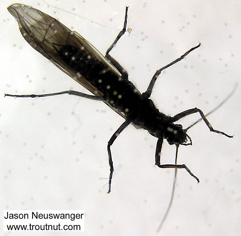 Female Strophopteryx fasciata (Mottled Willowfly) Stonefly Adult from the Namekagon River in Wisconsin