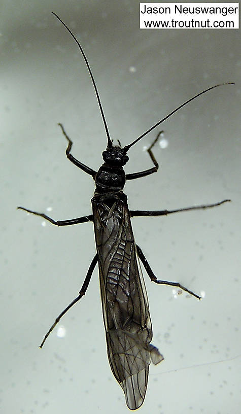 Female Strophopteryx fasciata (Mottled Willowfly) Stonefly Adult from the Namekagon River in Wisconsin