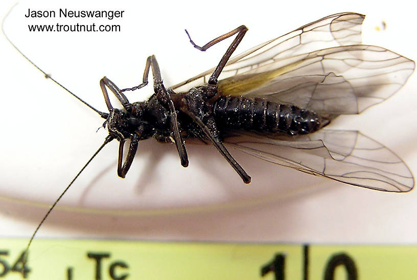 Female Strophopteryx fasciata (Mottled Willowfly) Stonefly Adult from the Namekagon River in Wisconsin