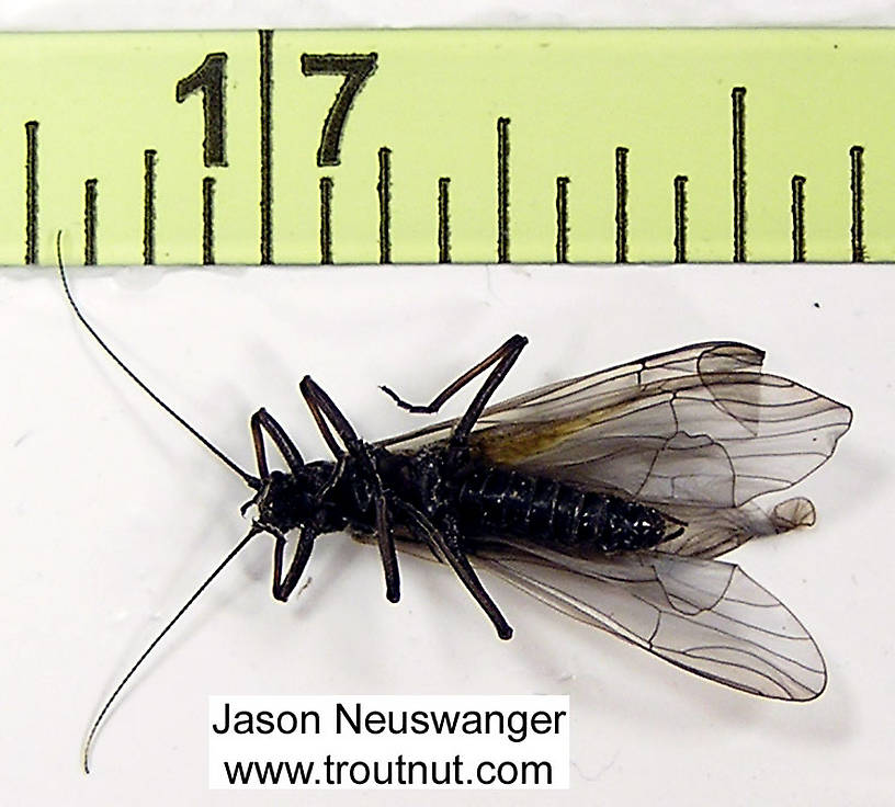 Her body is almost exactly half an inch long.  Female Strophopteryx fasciata (Mottled Willowfly) Stonefly Adult from the Namekagon River in Wisconsin